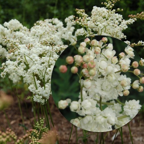 Filipendula vulgaris 'Plena' - Angerpist 'Plena' P9/0,55L